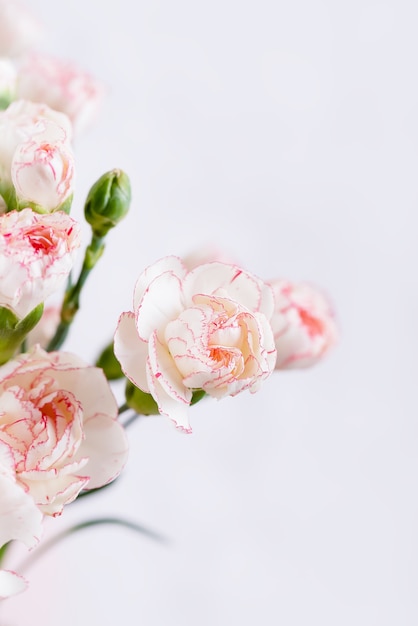 Small delicate white with pink rim carnation flowers on a white background, copy space