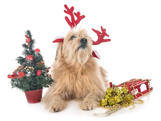 Small dog on christmas tree