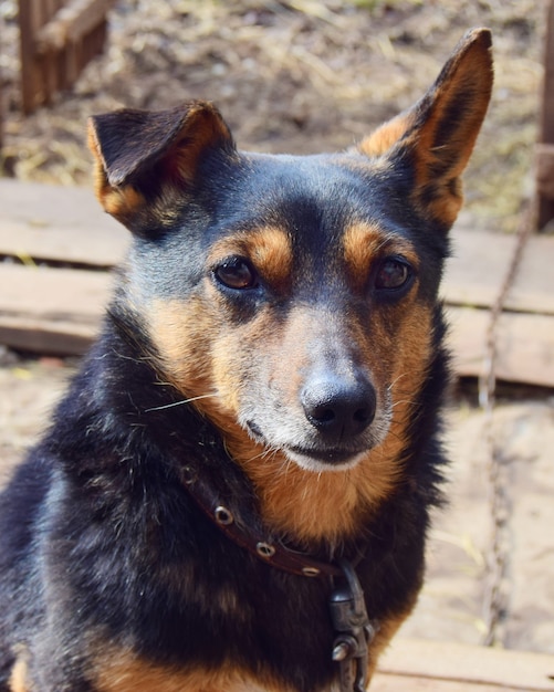 small dog Dachshund color German shepherd close-up on a chain with a collar in a country house.