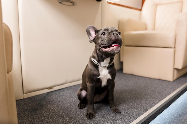 Small dog french bulldog on board of plane selective focus