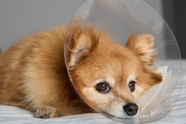 Small dog German Spitz breed lies resting after anesthesia in veterinary collar