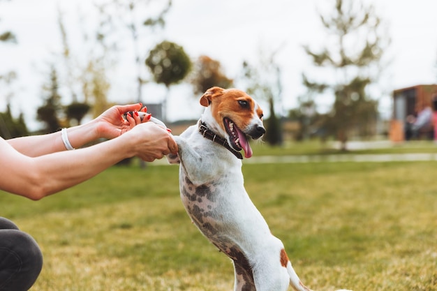 A small dog of the Jack Russell Terrier breed stands on its hind legs A dog in the park during a walk the owner walks her dog