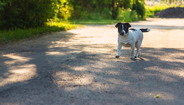 Small dog in the park Selective focus