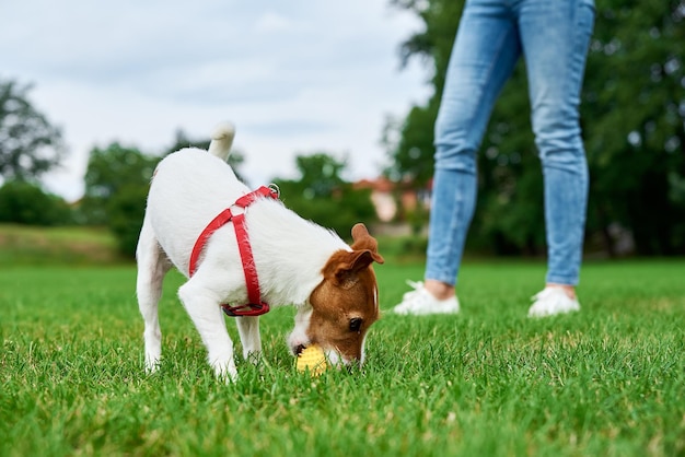 Small dog playing with toy ball at green grass Owner walking with pet