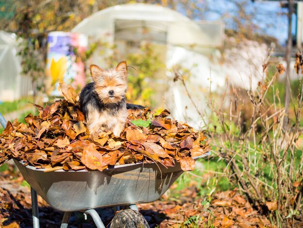 small dog posing on autumn leaves york terrier on an autumn sunny day