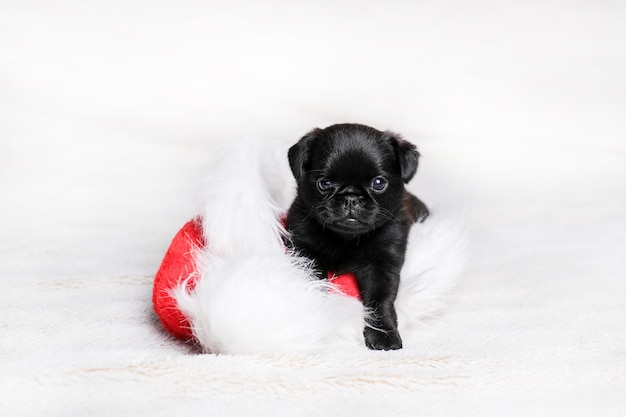 Small dog puppy sit in red hat at white background. Cute and funny  dog face.