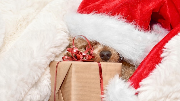 A small dog in a red santa hat sleeping in fur on a gift.