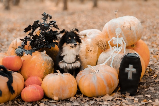 A small dog sits among a pumpkin with a cross on it.