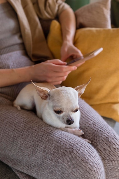 Small dog sitting on lap of woman using vet app on phone