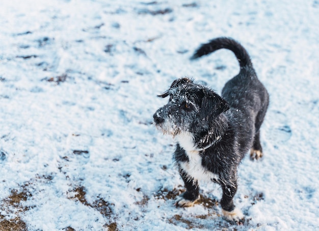 Small dog staring at infinity in the snow