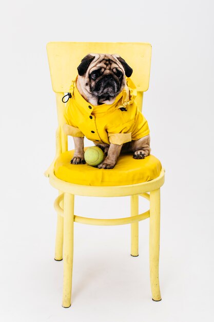 Photo small dog in yellow clothes sitting on chair