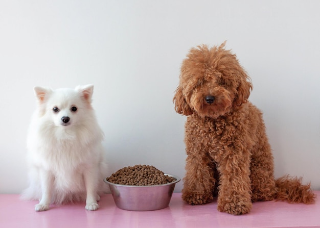 Small dogs a red brown miniature poodle and a white pomeranian sit next to a large bowl of dry dog food.