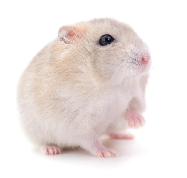 Small domestic hamster isolated on white background.