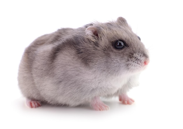 Small domestic hamster isolated on white background