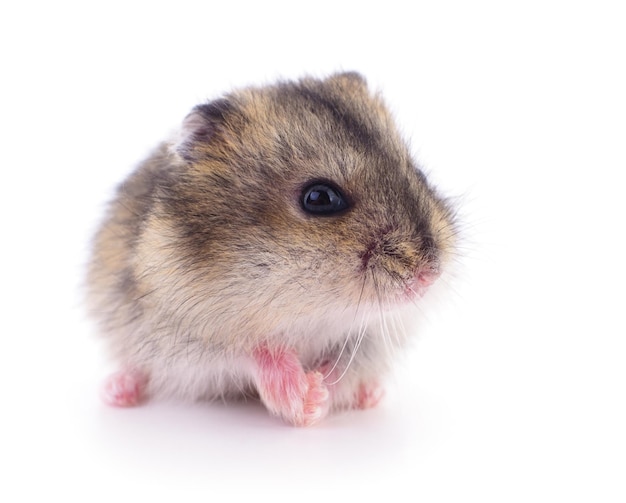 Small domestic hamster