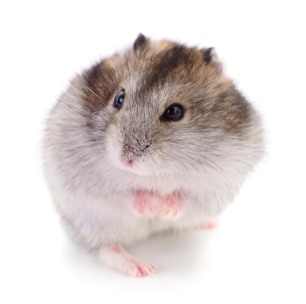 Small domestic hamster