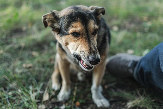 Photo a small domestic mongrel dog on a walk with the owner the friendship of a man and a dog