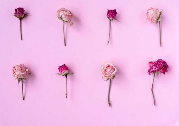 Small dry roses on pastel pink background