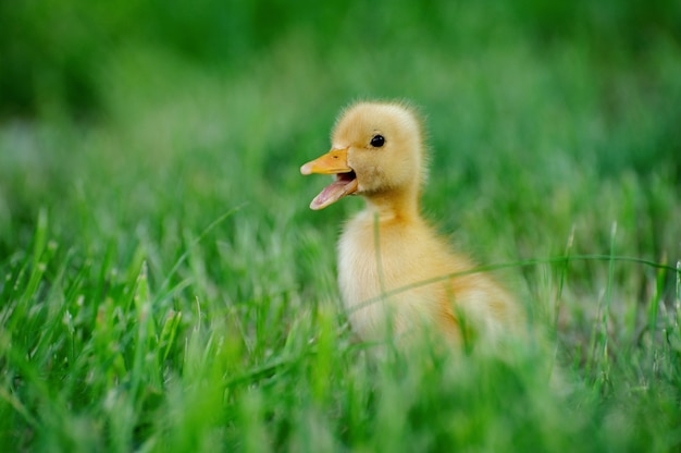 Small duck on the background of green grass