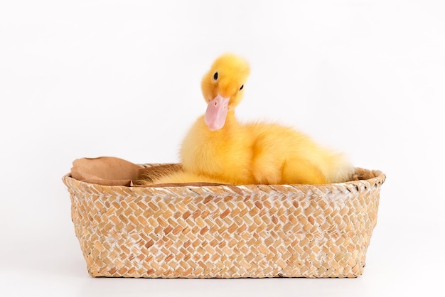 Small ducklings in a wicker basket on an isolated background