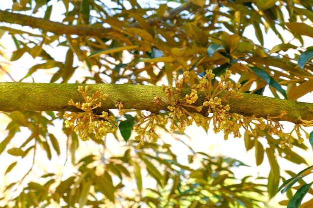 A small durian flower is about to grow into a large flower.