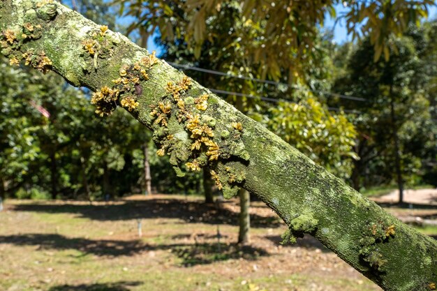 small durian flowers