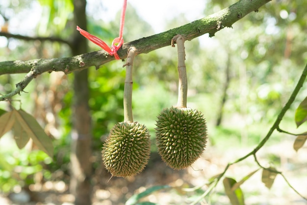 A small durian that is about to grow up to be the King of Fruits of Thailand.