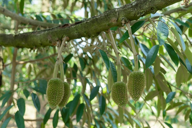 A small durian that is about to grow up to be the King of Fruits of Thailand.