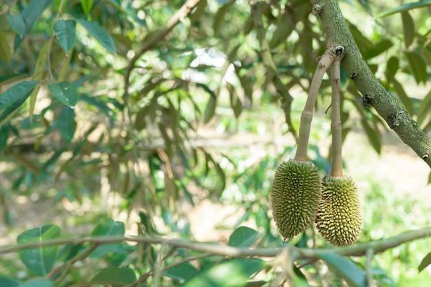 A small durian that is about to grow up to be the King of Fruits of Thailand.