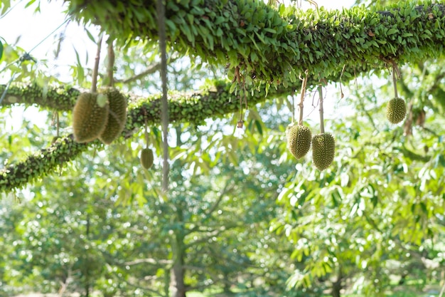 A small durian that is about to grow up to be the King of Fruits of Thailand.