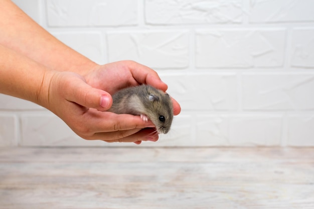 Small Dzungarian hamster in the arms of children Place for an inscription