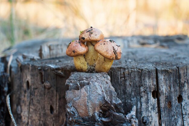 Photo small edible mushrooms grow in the forest on an old stump