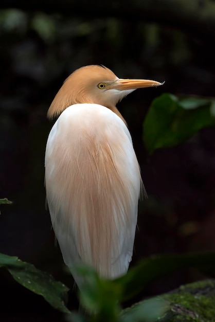 Small egret photos from behind