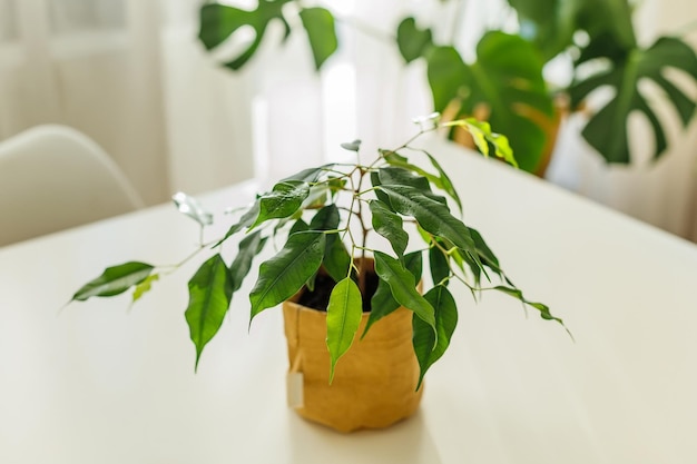 Small ficus tree growing in kraft paper pot indoor greenery concept of home gardening and