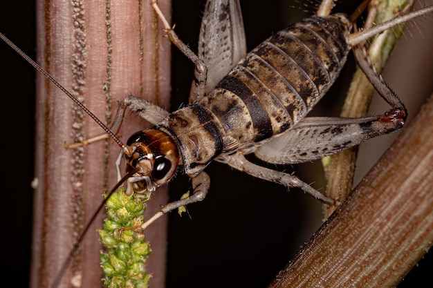 Small Field Cricket