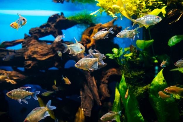 Small fish swimming in a large transparent aquarium close up