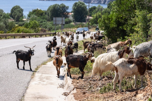 Small flock of local goats following usual route slowly crosses Porto Koufo highway and climbs hill