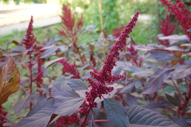 Photo small flower of amaranth growing in cultivation purple flower of organic cultivation