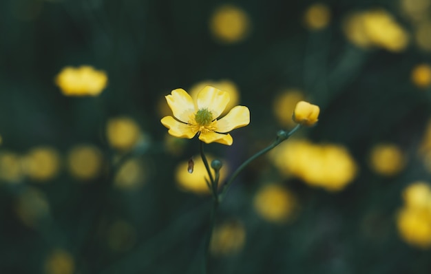 Small flower on a green background