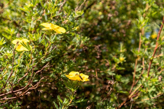 A small flowering bush with yellow flowers