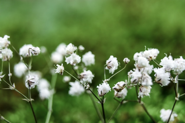 small flowers on a gentle background in the open air