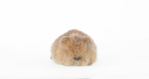 small fluffy brown rabbit isolated on white background