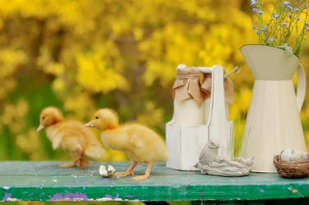 small fluffy ducklings on the street on a yellow background, chicks