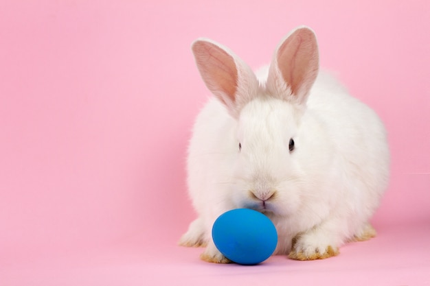 A small fluffy Easter white rabbit with a blue egg on a pastel pink wall. 