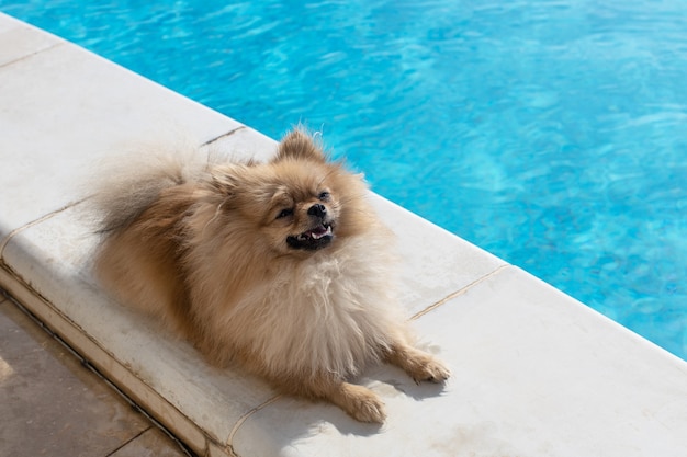 Small fluffy Pomeranian Spitz with funny face lies near swimming pool