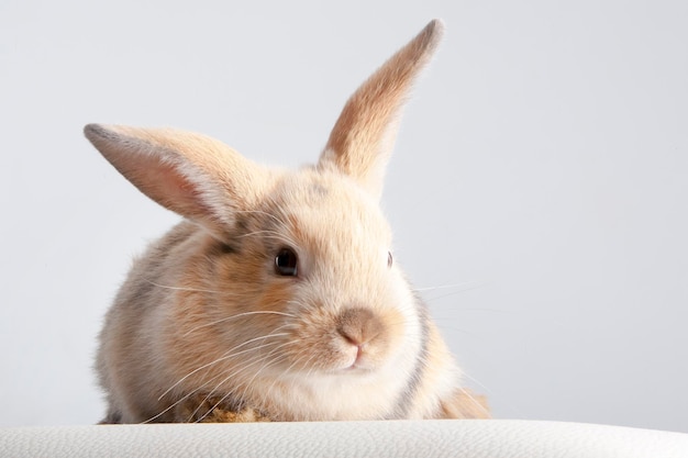 Small fluffy rabbit beige