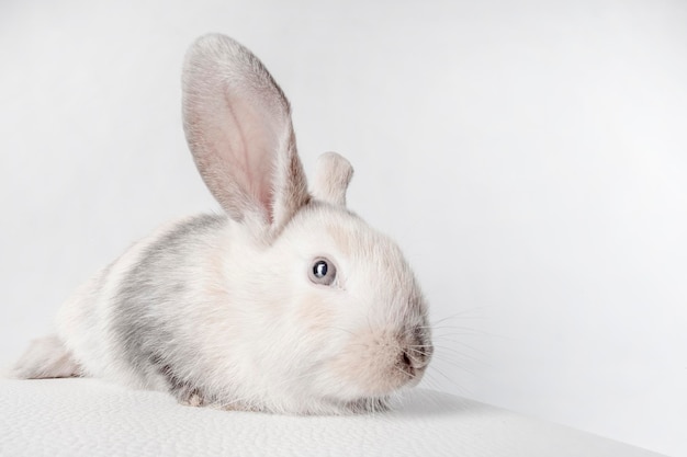 Small fluffy rabbit white