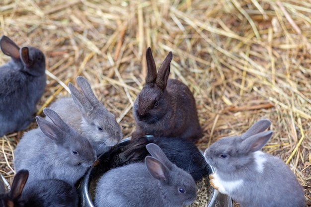 Small fluffy rabbits in the pen are eating food from a cup. There is a litter of hay in the pen. Rabbits are like a pet. Household management