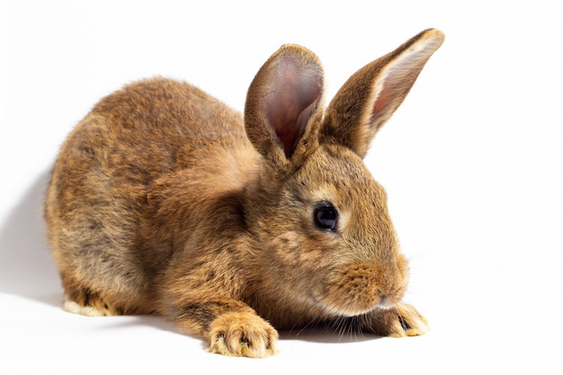 Small fluffy red rabbit isolated on white wall. Hare for  close-up. Red live rabbit on a white wall