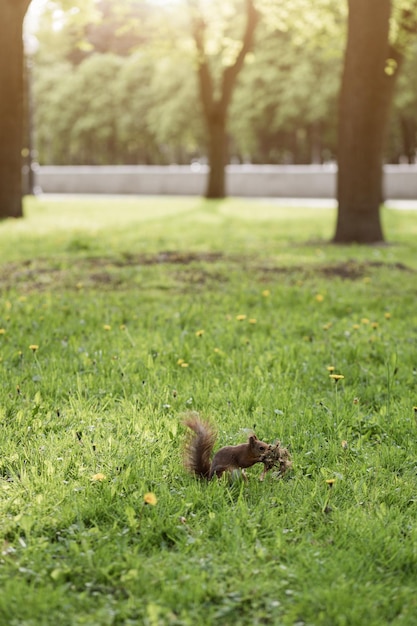 Small fluffy squirrel sits on the grass